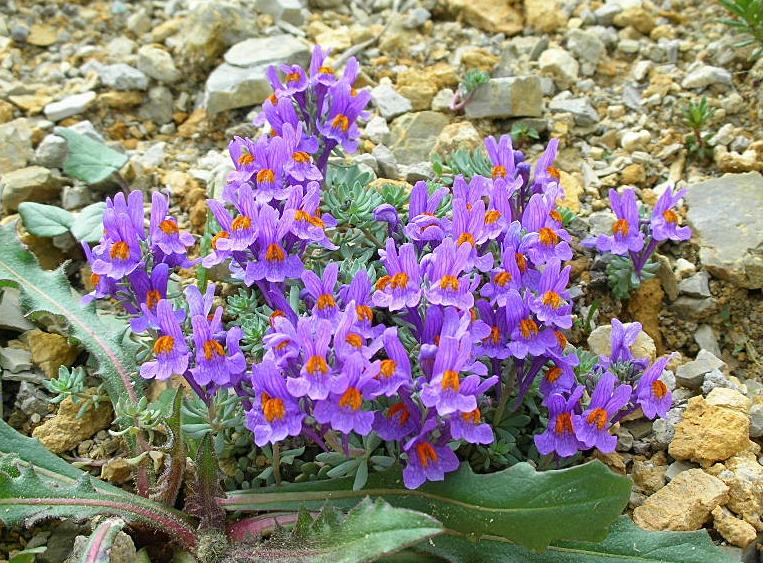 Linaria alpina / Linajola alpina